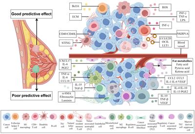 The cellular composition of the tumor microenvironment is an important marker for predicting therapeutic efficacy in breast cancer